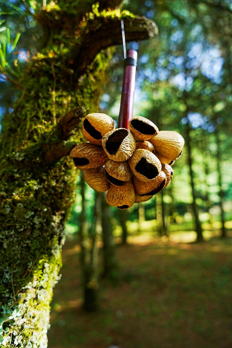 Natural seed pod ornament with golden-brown opened pods clustered on burgundy wooden handle, hanging from moss-covered tree branch in sunlit forest