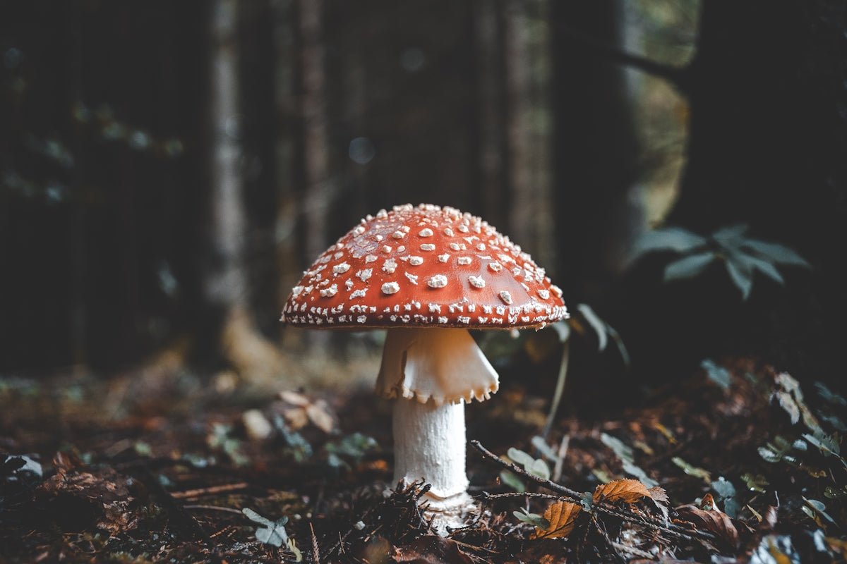 Educational Insights on Integrating Nature into DIY Crafts - Yunicrafts