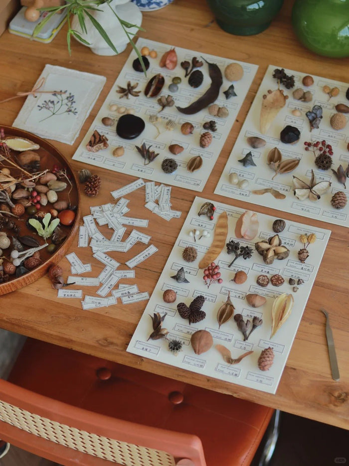 Handcrafted Seed Specimen Shadow Boxes: The Perfect Unique Holiday Gift - Yunicrafts