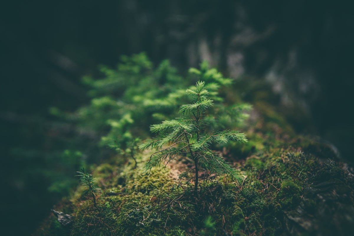 How to Use Nature to Inspire Unique Craft Ideas for DIY Projects - Yunicrafts