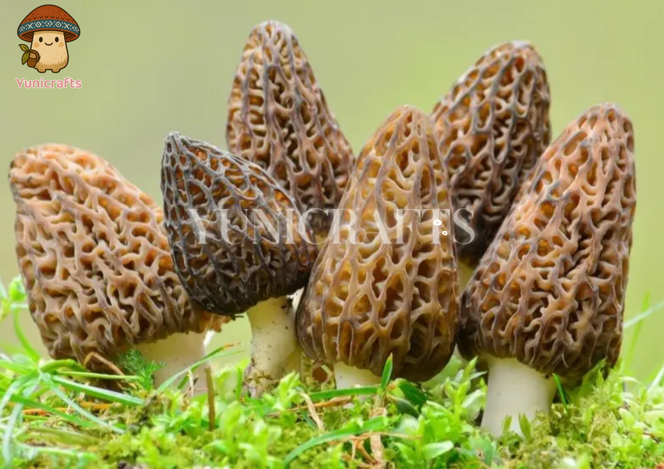 How We Turn Mushrooms into Stunning Earrings: Nature-Inspired Jewelry - Yunicrafts
