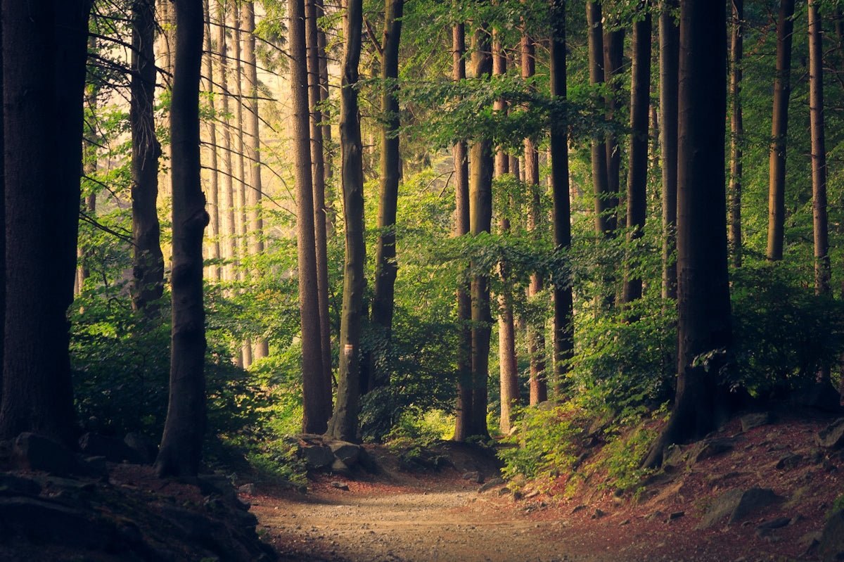 Unleash Your Creativity with Nature-Inspired DIY Projects - Yunicrafts