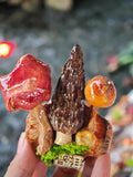 Handcrafted Real-Mushroom Fridge Magnets – Nature Preserved in Art Gift Idea