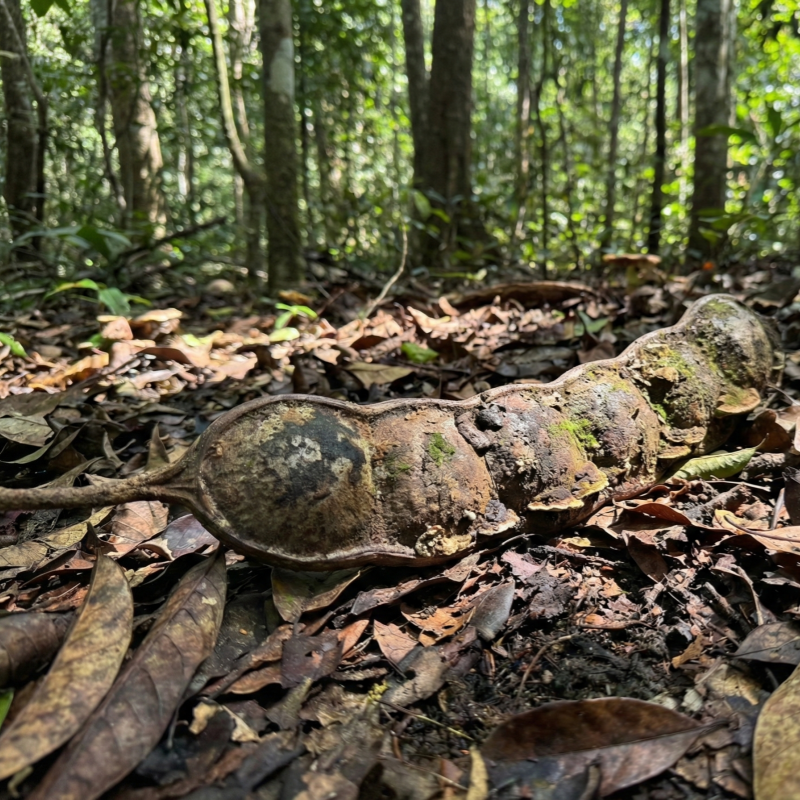 Gathered, Never Felled.