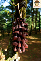 Handmade Juju Duckfoot Vine Seed Shell Hand Bell – Natural Rainforest Sound Decor