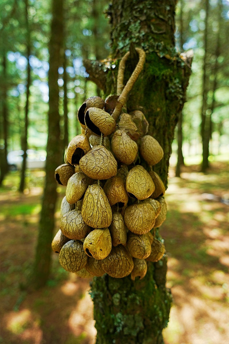 Handmade Panji White Fruit Seed Shell Hand Bell – Natural Rainforest Sound Decor