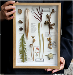 "Naturkabinett" - Schattenbox-Kunst mit echten botanischen Präparaten und Samen (A4-Format)
