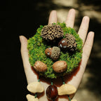 "Acorn Family" Moss Forest Fridge Magnet - Yunicrafts