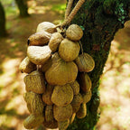 Hand Bell | Handmade Panji Seed Shaker - Yunicrafts
