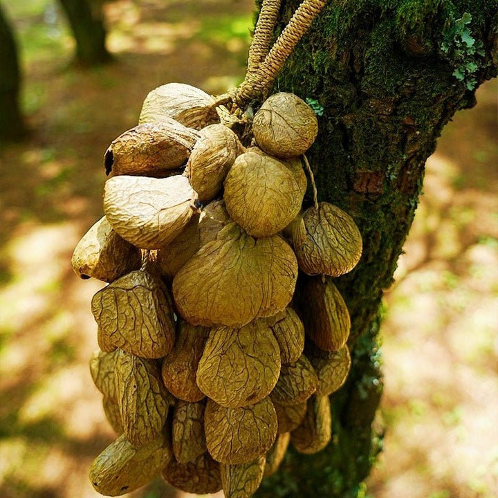 Hand Bell | Handmade Panji Seed Shaker - Yunicrafts