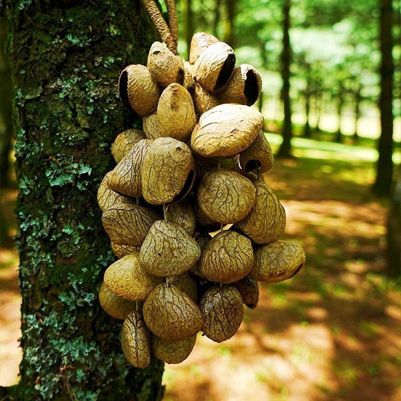 Hand Bell | Handmade Panji Seed Shaker - Yunicrafts