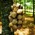 Hand Bell | Handmade Panji Seed Shaker - Yunicrafts