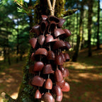 Hand Bell | Juju Duckfoot Vine Seed Shaker - Yunicrafts