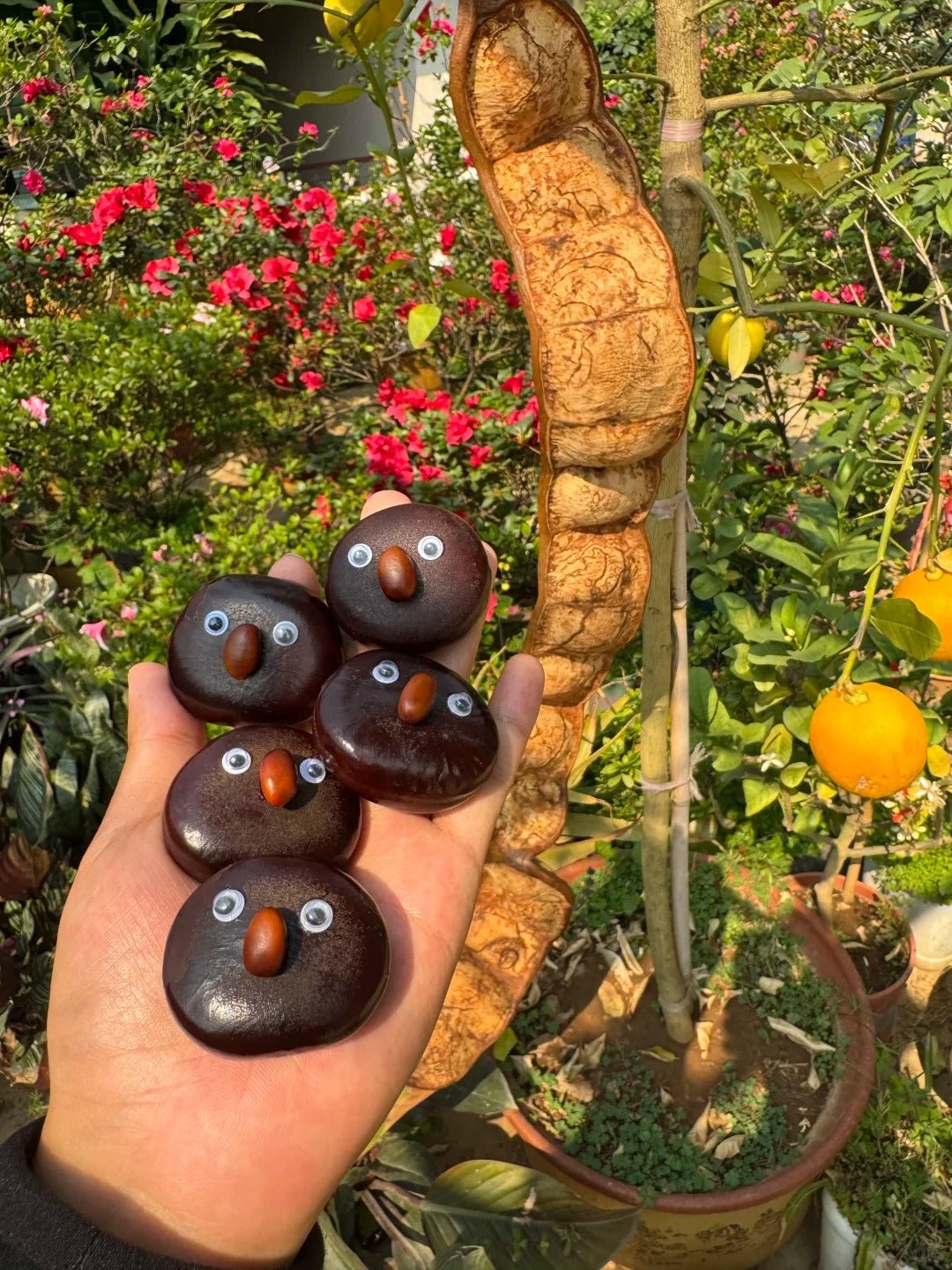 Hand - Painted Giant Entada Pod Ornament – World’s Largest Bean Wall Decor - Yunicrafts