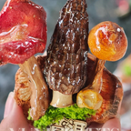 Handcrafted Real-Mushroom Fridge Magnets - Yunicrafts