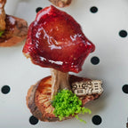 Handcrafted Real-Mushroom Fridge Magnets - Yunicrafts