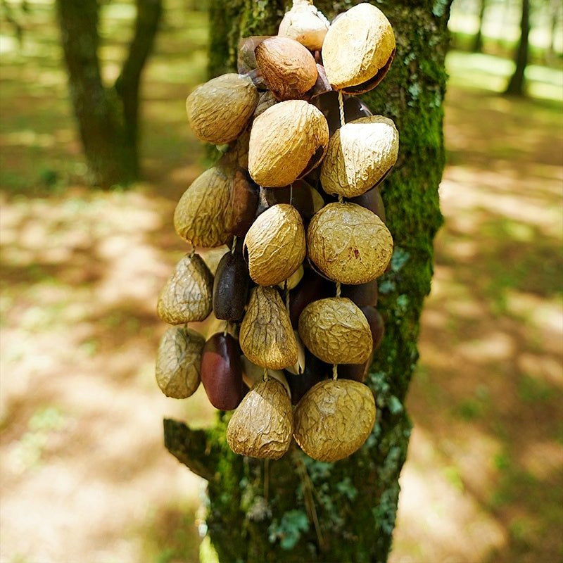 Seed Shaker | Handmade Entada, Pala Cardamom & Chacha Oleander Seed Shell Hand Bell– Natural Rainforest Sound - Yunicrafts