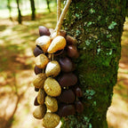 Seed Shaker | Handmade Entada, Pala Cardamom & Chacha Oleander Seed Shell Hand Bell– Natural Rainforest Sound - Yunicrafts