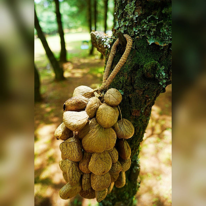Seed Shaker | Handmade Panji White Fruit Seed Shell Hand Bell – Natural Rainforest Sound Decor - Yunicrafts