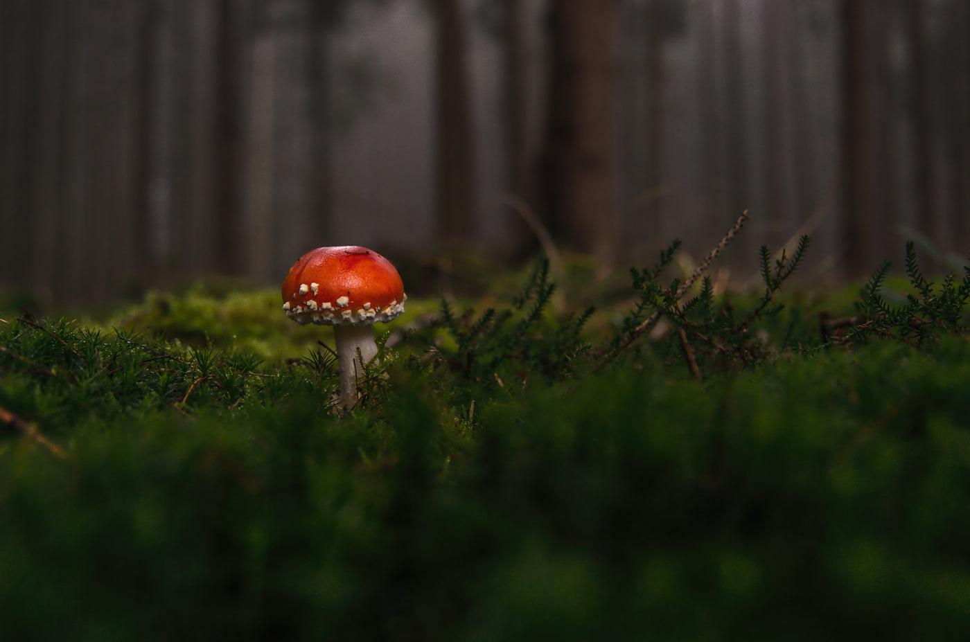 Yunicrafts real mushroom botanical decor arranged in natural light