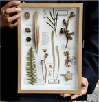 "Nature's Cabinet" Botanical Specimen Shadow Box - Yunicrafts