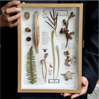 "Nature's Cabinet" Botanical Specimen Shadow Box - Yunicrafts