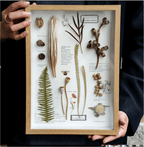 "Nature's Cabinet" - Real Botanical Specimen & Seed Shadow Box Art (A4 Size) - Yunicrafts