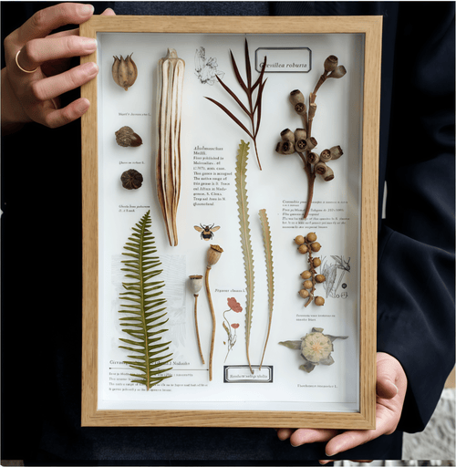 "Nature's Cabinet" - Real Botanical Specimen & Seed Shadow Box Art (A4 Size) - Yunicrafts