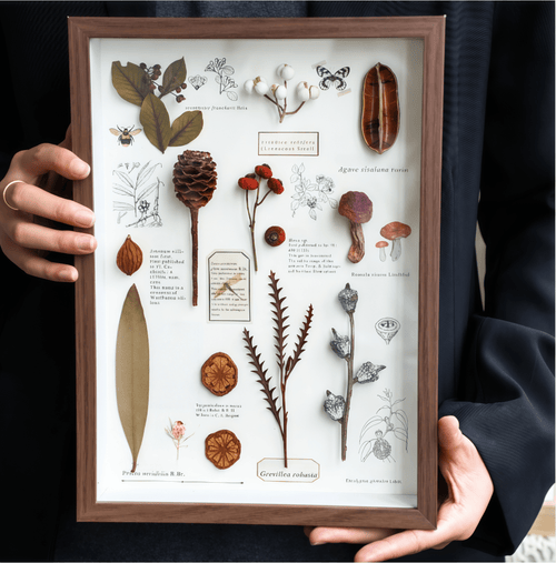 "Nature's Cabinet" - Real Botanical Specimen & Seed Shadow Box Art (A4 Size) - Yunicrafts