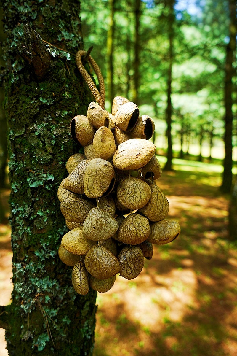 Handmade Panji White Fruit Seed Shell Hand Bell – Natural Rainforest Sound Decor
