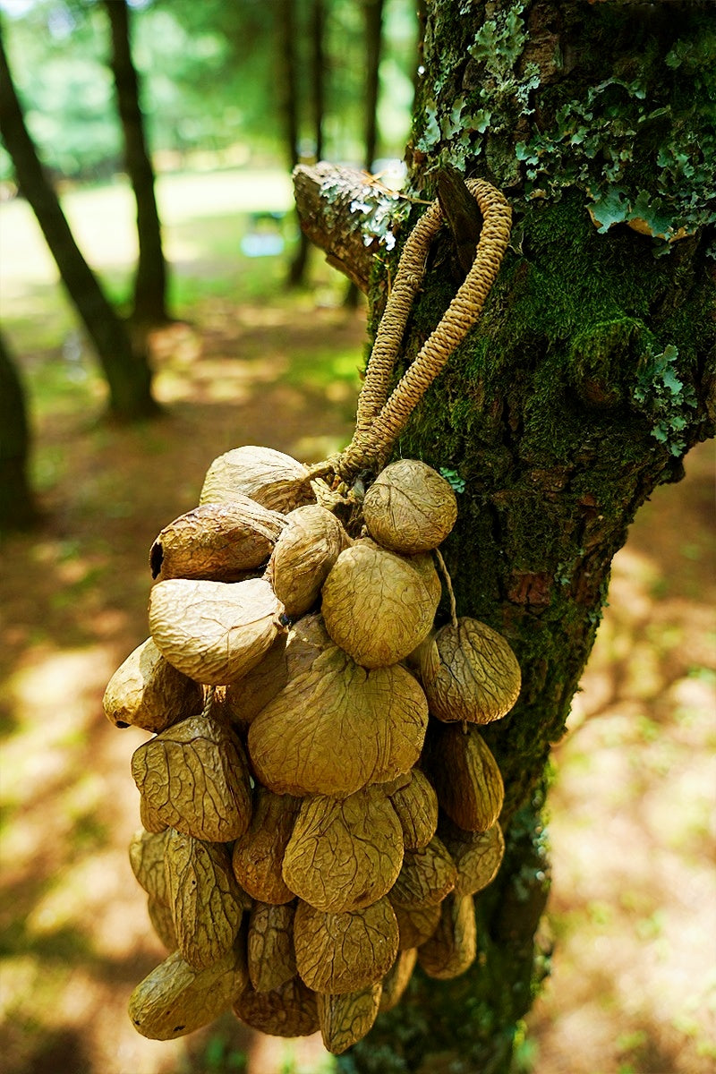 Handmade Panji White Fruit Seed Shell Hand Bell – Natural Rainforest Sound Decor
