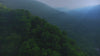 "Rainforest