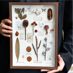 "Nature's Cabinet" - Real Botanical Specimen & Seed Shadow Box Art (A4 Size) - Yunicrafts