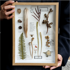 "Nature's Cabinet" - Real Botanical Specimen & Seed Shadow Box Art (A4 Size) - Yunicrafts