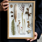 "Nature's Cabinet" - Real Botanical Specimen & Seed Shadow Box Art (A4 Size) - Yunicrafts