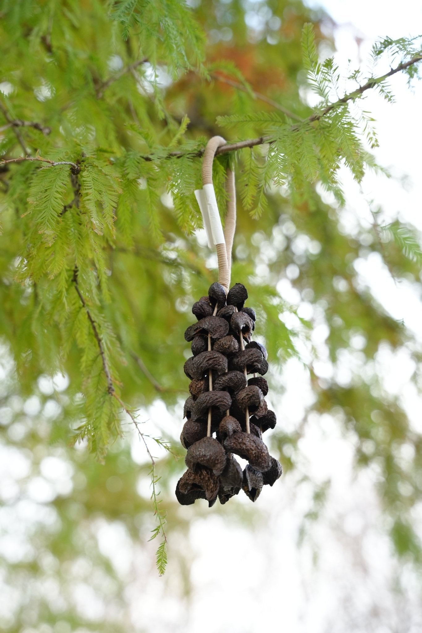 Seed Shaker | Handmade Moonin Seed Shell Hand Bell - Natural Rainforest Decor - Yunicrafts