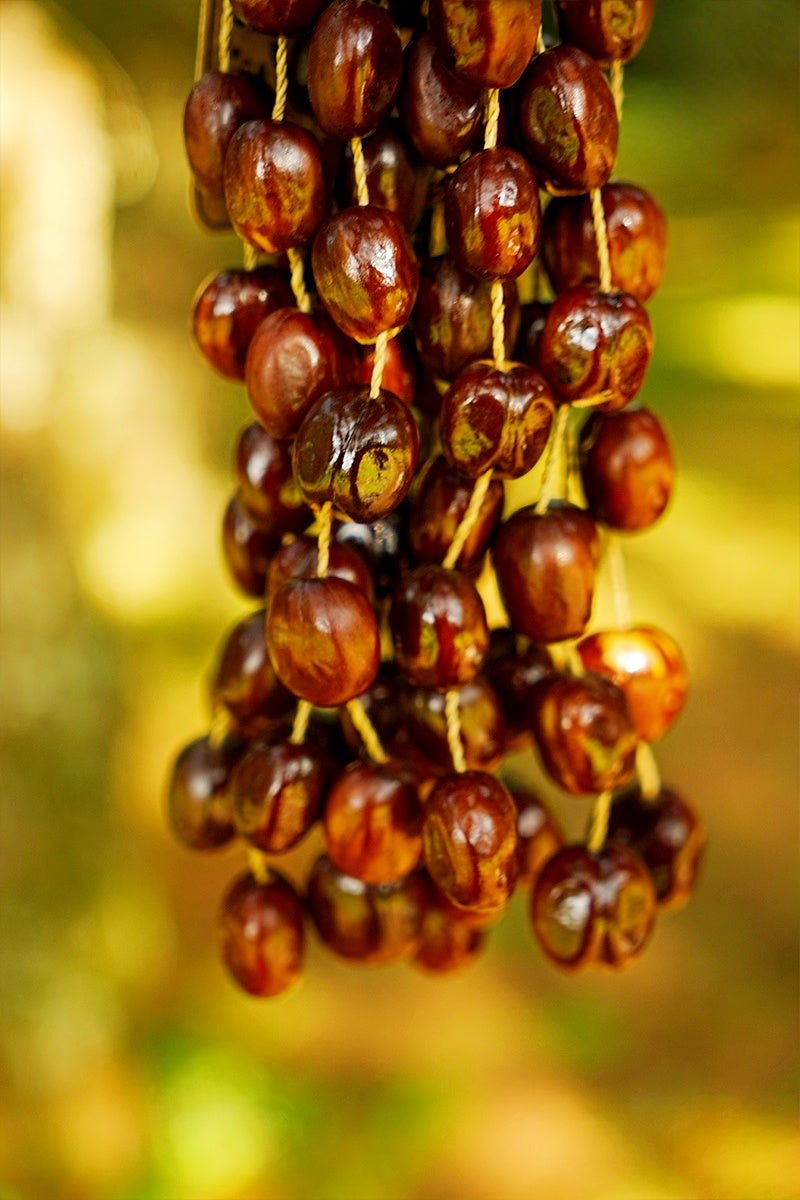 Seed Shaker | Handmade Pala Cardamom Seed Shell Hand Bell – Natural Rainforest Sound Decor - Yunicrafts