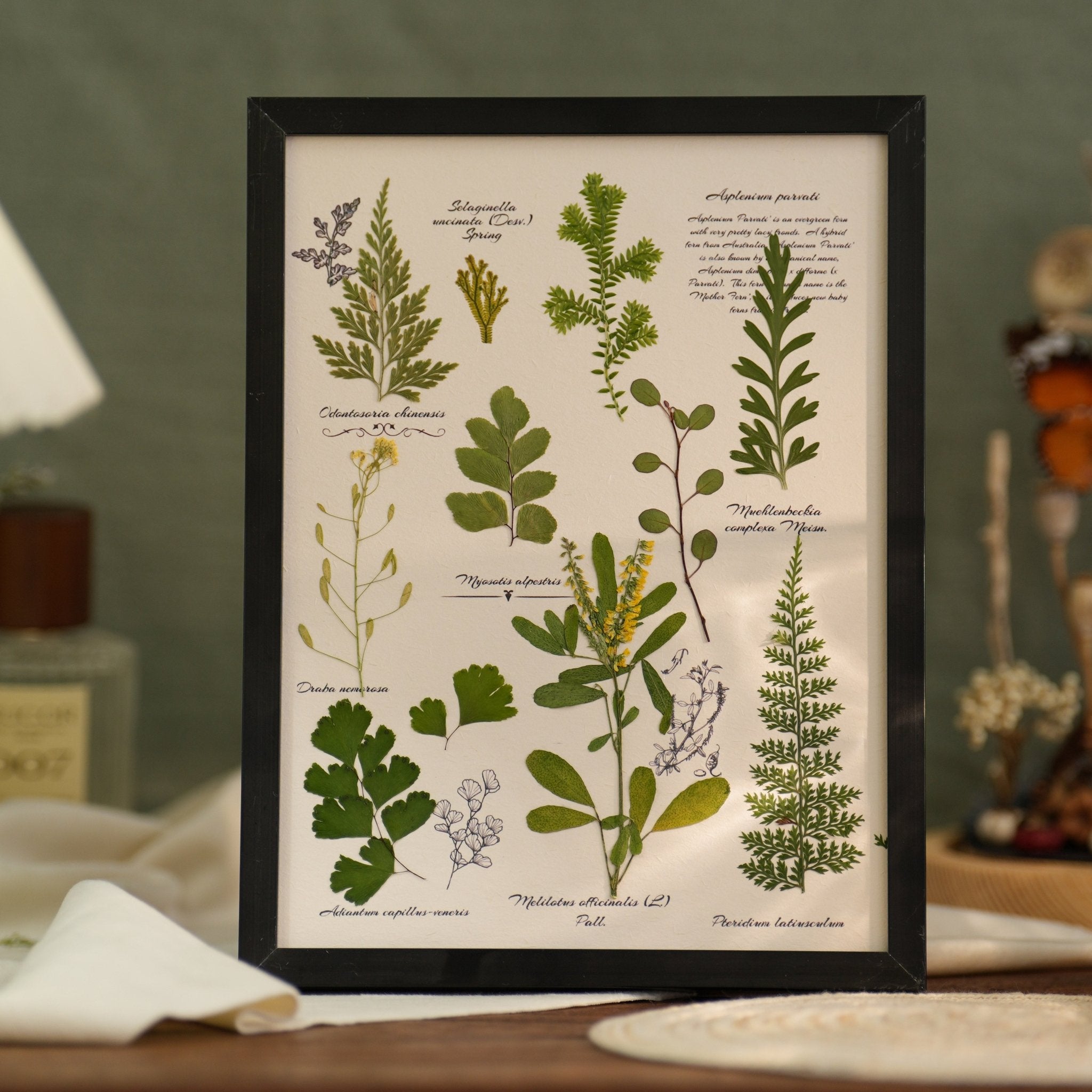 "The Botanist’s Journal" - Real Pressed Flower & Foliage Art Frames (4 Themes) - Yunicrafts