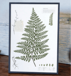 "The Grand Herbarium" - Large Real Pressed Fern & Flower Art (A3 Size) - Yunicrafts