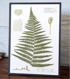 "The Grand Herbarium" - Large Real Pressed Fern & Flower Art (A3 Size) - Yunicrafts