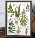 "The Grand Herbarium" - Large Real Pressed Fern & Flower Art (A3 Size) - Yunicrafts