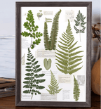 "The Grand Herbarium" - Large Real Pressed Fern & Flower Art (A3 Size) - Yunicrafts