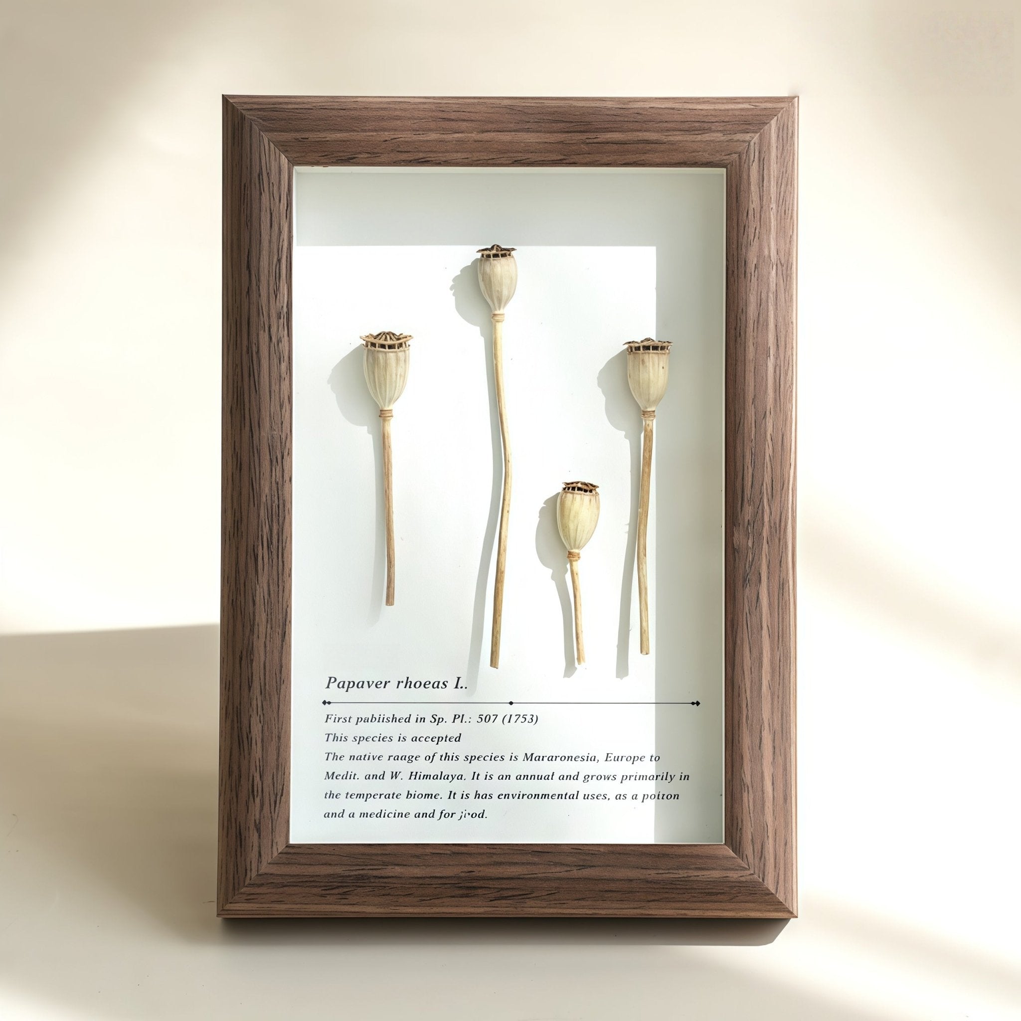 "The Landscape Garden" - Real Preserved Flower Shadow Box (Panoramic Desk Decor) - Yunicrafts
