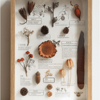 "The Rainforest Seed Vault" Tropical Specimen Shadow Box - Yunicrafts