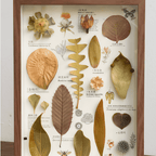 "The Rainforest Seed Vault" Tropical Specimen Shadow Box - Yunicrafts