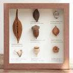 "The Rainforest Seed Vault" Tropical Specimen Shadow Box - Yunicrafts