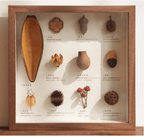 „The Rainforest Seed Vault“ – Schattenbox-Kunst mit echten tropischen Exemplaren (Quadrat / A4 / A3) – Yunicrafts