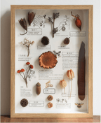 „The Rainforest Seed Vault“ – Schattenbox-Kunst mit echten tropischen Exemplaren (Quadrat / A4 / A3) – Yunicrafts