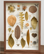 „The Rainforest Seed Vault“ – Schattenbox-Kunst mit echten tropischen Exemplaren (Quadrat / A4 / A3) – Yunicrafts