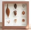 „The Rainforest Seed Vault“ – Schattenbox-Kunst mit echten tropischen Exemplaren (Quadrat / A4 / A3) – Yunicrafts